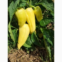 Продам перець сорт Хаскі