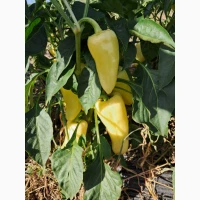 Продам перець сорт Хаскі