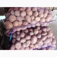 Продам картоплю