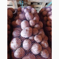 Продам картоплю