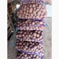 Продам картоплю