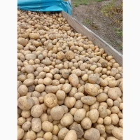 Продам товарну картоплю біла роса, більмоде, арізона, словянка