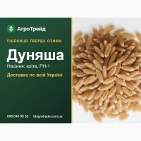 Насіння твердої озимої пшениці Дуняша: еліта, РН-1, доставка по Україні
