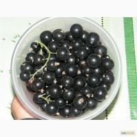 Смородина Софіївська, Ледар, Селеченська-2, Копаня, Лелека. Рознична продажа
