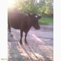 Продам корову