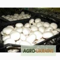 Деловое сотрудничество по продаже шампиньонов