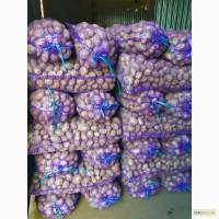 Картофель сорт-УДАЧА 7.00 р