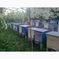 Пчелопакеты, бджолопакети с доставкою
