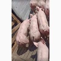 Поросята продам 10-15 кг