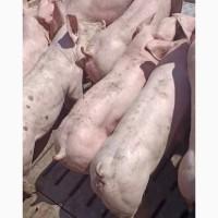 Поросята продам 15-20 кг
