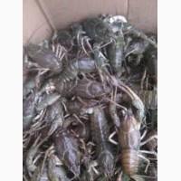 Продам Раки оптом и розницу