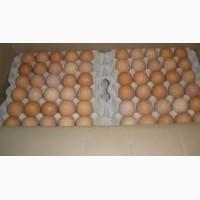 Продам яйца с0 с1 с2