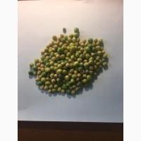 Озимий Горох НС Мороз Оригінальне насіння від ОФІЦІЙНОГО Виробника