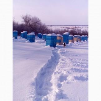 Продам пчелосемьи