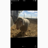 Продам барана Французский Меринос