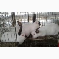 Продам кролі каліфорнійський