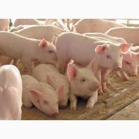 Продам поросят 10-25 кг, м#039;ясні породи