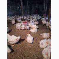Продам качки та кури живою вагою