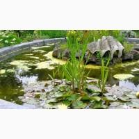 Карпы кои Украина, японский карп кои, пруд, рыбки, водные растения, нимфеи, корм для карпов кои