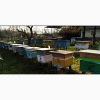 Продам 70 бджолопакетів карпатки