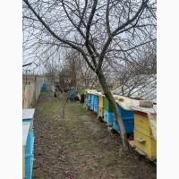 Продам бджіл (бджолосім’Ї)