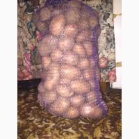 Продам товарний картофель сорта белла росса