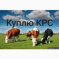 Скупаю коров, быков, телок