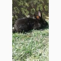 Кролики Термонті. Кітні кролиці