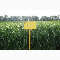 Озима пшениця