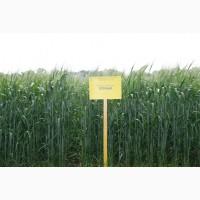 Озима пшениця