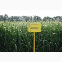 Озима пшениця