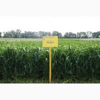 Озима пшениця