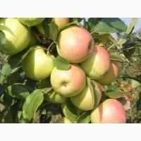 Яблуня осіння Скіфське золото