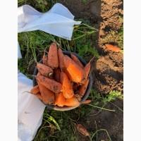 Продам морковь Абако (можно на экспорт)