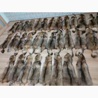 Продам шкури єнота чинені / шкуры енота
