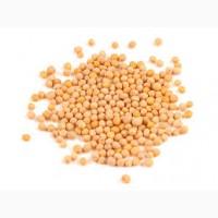 Продам семена горчицы белой ТАЛИСМАН, ЗАПОРОЖАНКА элита 1-я репродукция