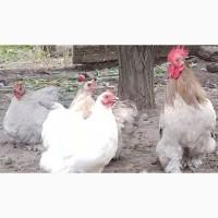 Продам декоративных курей кохинхины