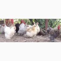 Продам декоративных курей кохинхины
