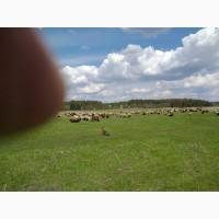 Продам баранов