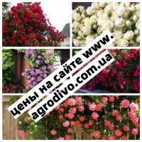 Саженцы роз. НОВИНКИ. Весь ассортимент в питомнике Агродиво