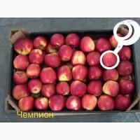 Яблука продажа. Опт. Холодильник смарт фреш Голден, черний принц, ред чіф