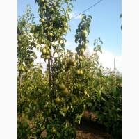 Продам действующий с/х бизнес