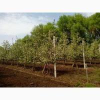 Продам действующий с/х бизнес
