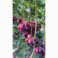 Продам виноград