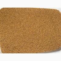 Гірчиця біла, горчица белая