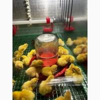 Брудер для курчат, курей перепілок, будь яких птахів, клітка з підігрівом
