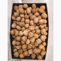 Продам орех грецкий нечищеный