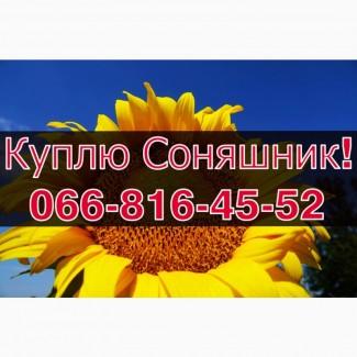 Підприємство закуповує СОНЯШНИК!Щоденно!Без вихідних