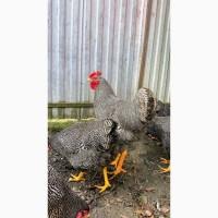 Продам І.Я.Плімутрок