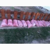 Продам редиску